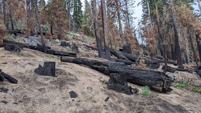 Lower Billy Creek Campground Picture 6