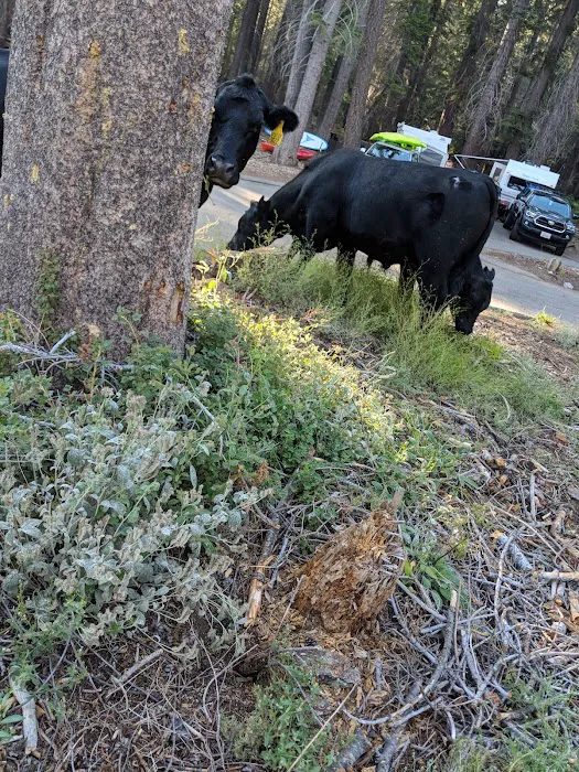 CATAVEE Campground Picture 7