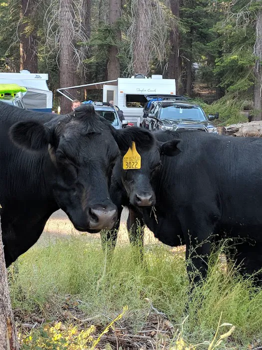 CATAVEE Campground Picture 10