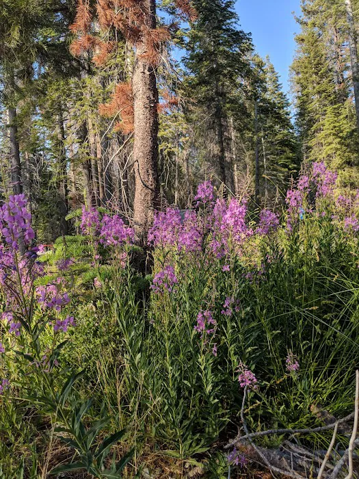 Rancheria Campground Picture 6