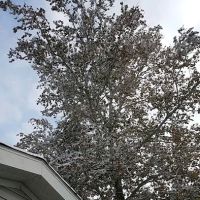 Ridge Village Mobile Home Park ico