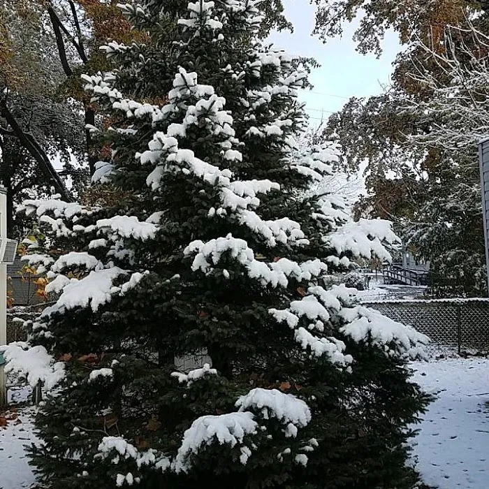 Ridge Village Mobile Home Park Picture 2