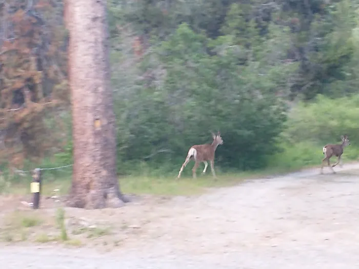 Reds Meadow Campground Picture 8