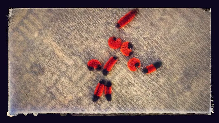 Scottsdale Picture 9