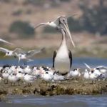 Moss Landing KOA Express