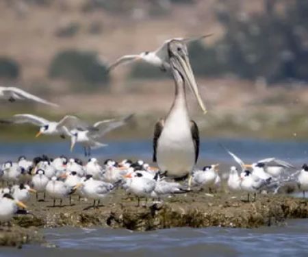 Moss Landing KOA Express