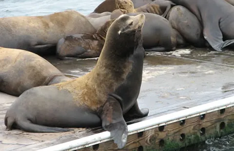 Moss Landing KOA Express Picture 6