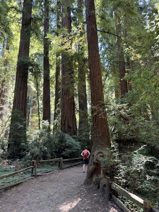 Henry Cowell Redwoods State Park Campground Picture 2