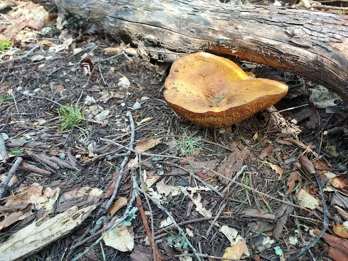 Henry Cowell Redwoods State Park Campground Picture 10