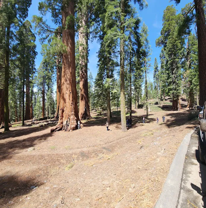Gigantea Campground Picture 2