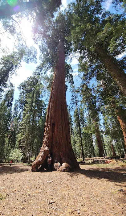 Gigantea Campground Picture 3