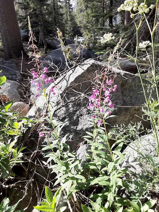 Badger Flat Campground Picture 1