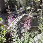 Badger Flat Campground