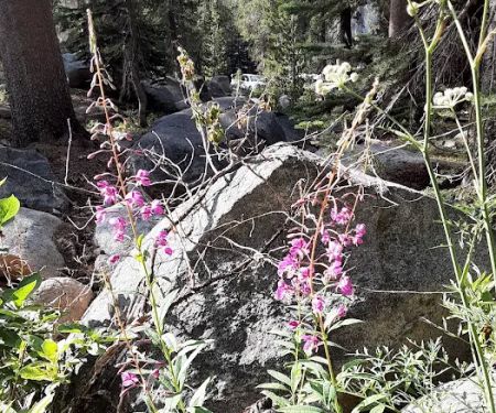 Badger Flat Campground