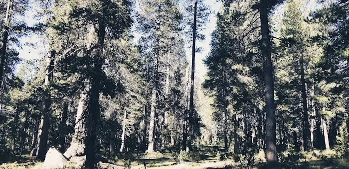 Badger Flat Campground Picture 8
