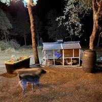 Camp ikigai Animal Sanctuary 501c3 ico