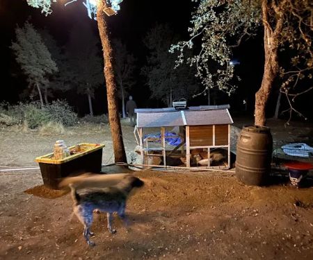 Camp ikigai Animal Sanctuary 501c3