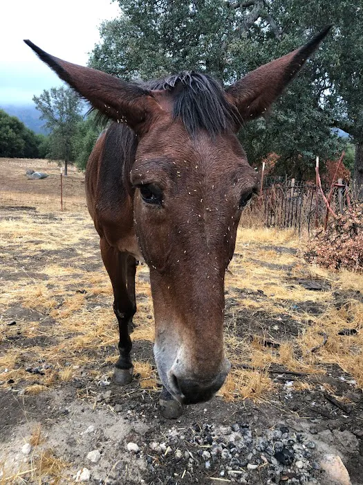 Camp ikigai Animal Sanctuary 501c3 Picture 3