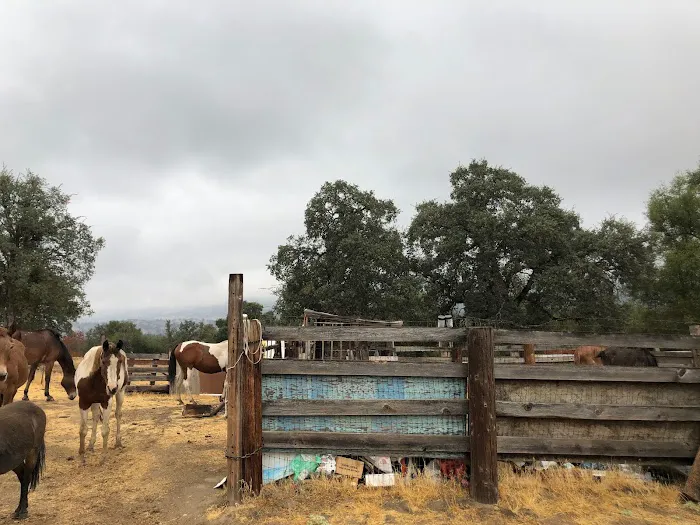 Camp ikigai Animal Sanctuary 501c3 Picture 5