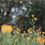 Sequoia Highland Camp