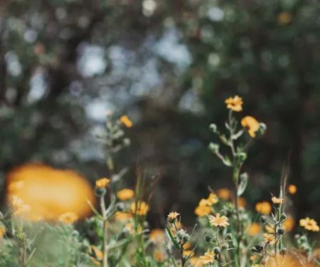 Sequoia Highland Camp