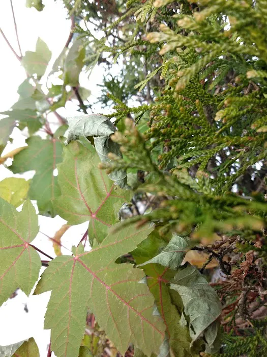 Spring Valley Village Manufactured Home Community Picture 8