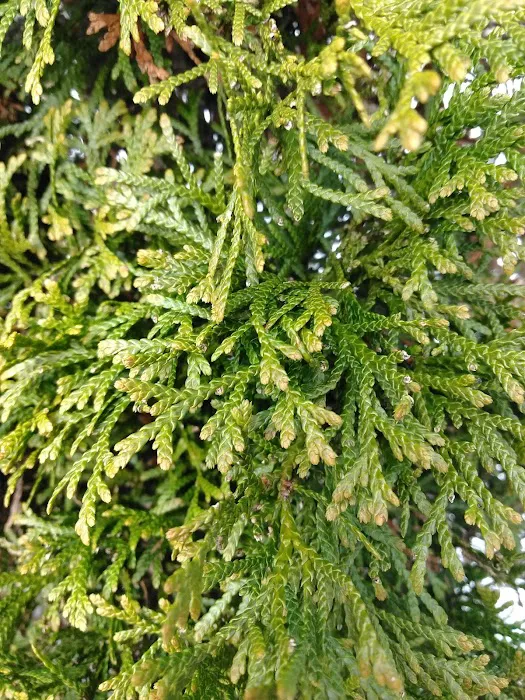 Spring Valley Village Manufactured Home Community Picture 5