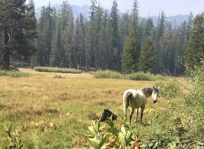 Upper Soda Springs Campground Picture 5