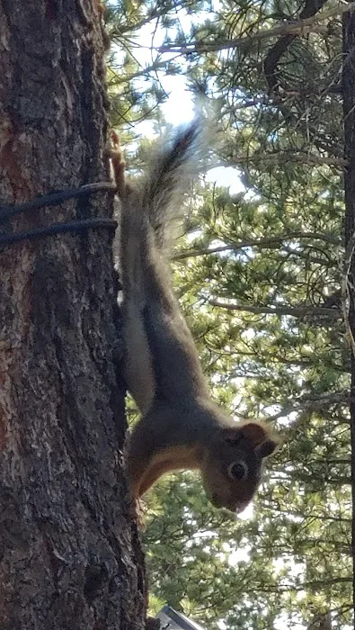 Old Shady Rest Campground Picture 6