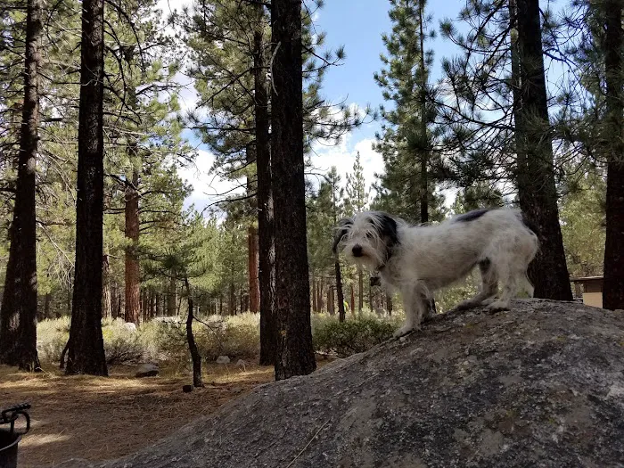 New Shady Rest Campground Picture 2