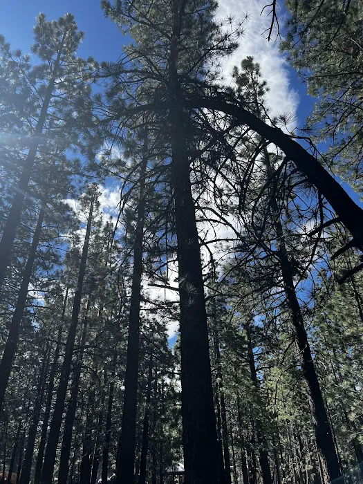 New Shady Rest Campground Picture 4