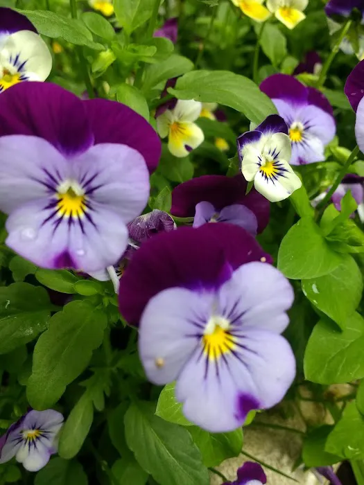 Peconicview Mobile Home Park Picture 4