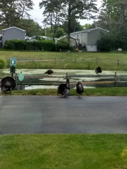 Riverwoods Mobile Home Community Picture 7