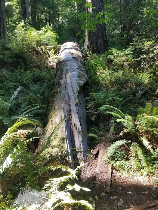 Grizzly Creek Redwoods Campground Picture 2