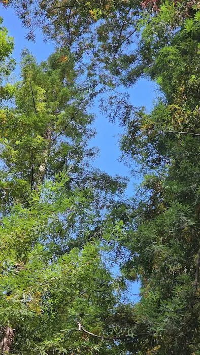 Grizzly Creek Redwoods Campground Picture 6