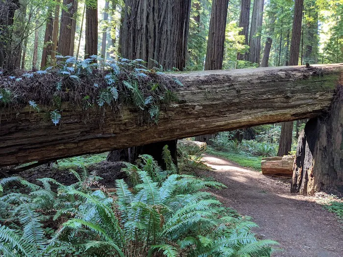 Grizzly Creek Redwoods Campground Picture 1