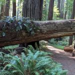 Grizzly Creek Redwoods Campground