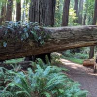 Grizzly Creek Redwoods Campground ico