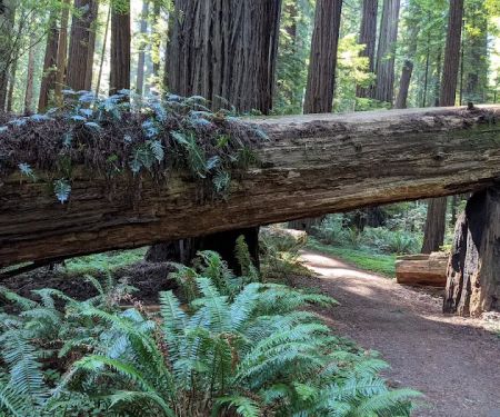 Grizzly Creek Redwoods Campground
