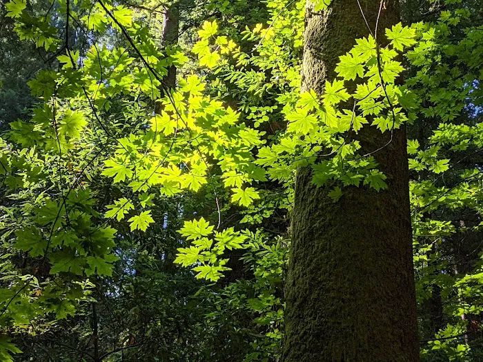 Grizzly Creek Redwoods Campground Picture 9