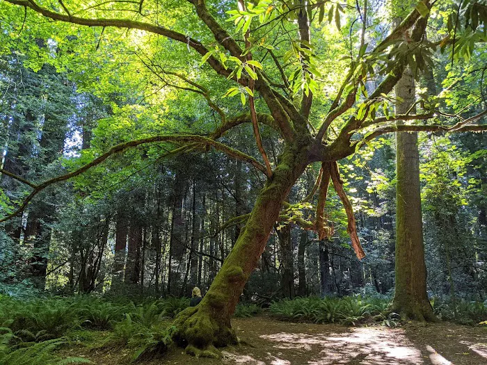 Grizzly Creek Redwoods Campground Picture 10