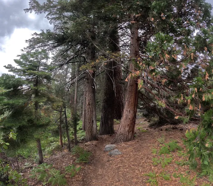 Ward Lake Campground Picture 5