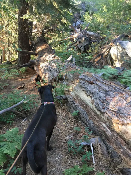 Ward Lake Campground Picture 4