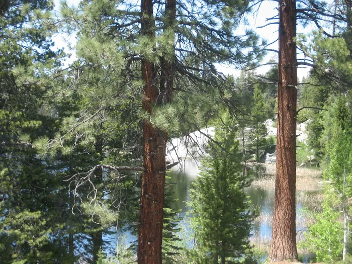 Ward Lake Campground Picture 9