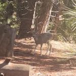 King's Canyon National Park Azalea Campground