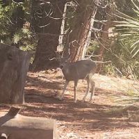 King's Canyon National Park Azalea Campground ico