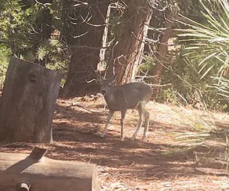 King's Canyon National Park Azalea Campground