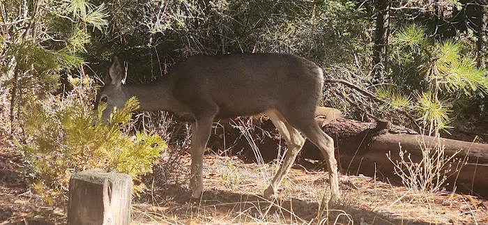 King's Canyon National Park Azalea Campground Picture 5