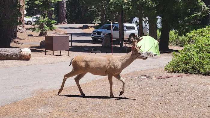 Azalea Campground Picture 7
