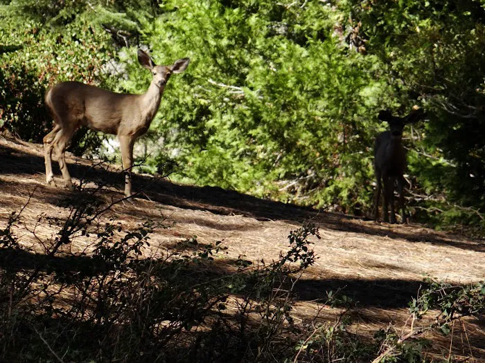 Azalea Campground Picture 8
